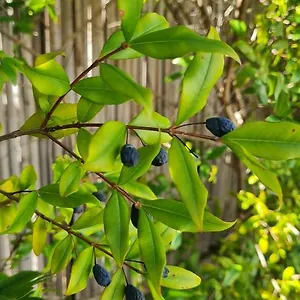  Appartamento Mirto Blu